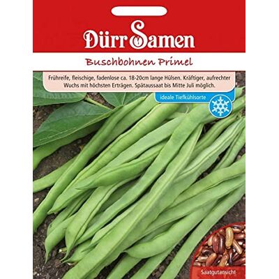 Dürr-Samen Buschbohnen Primel Saatgut Dürr-Samen Buschbohnen Primel Saatgut