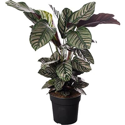 GardenersDream Calathea Ornata Große Zimmerpflanze Echter Immergrün Groß Selten GardenersDream Calathea Ornata Große Zimmerpflanze Echter Immergrün Groß Selten