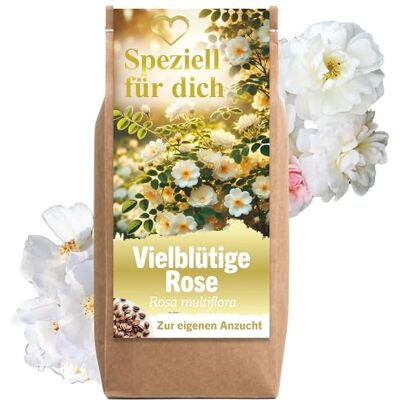 Little Plants Geschenke für Frauen Vielblütige Rose Rosensamen Blumensamen Anzuchtset Geburtstagsgeschenk für Frauen Dankeschön Geschenke Mutter Tochter Geschenk Hochzeit Geschenk für Freundin Little Plants Geschenke für Frauen Vielblütige Rose Rosensamen Blumensamen Anzuchtset Geburtstagsgeschenk für Frauen Dankeschön Geschenke Mutter Tochter Geschenk Hochzeit Geschenk für Freundin