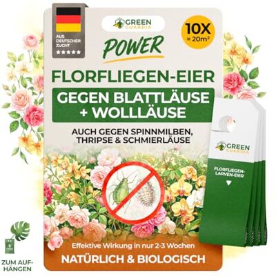 GREEN GUARDIA Power Florfliegenlarven gegen Blattläuse, Wollläuse, Thripse & Spinnmilben – Biologische Schädlingsbekämpfung für Zimmerpflanzen & Zierpflanzen – 10 Karten GREEN GUARDIA Power Florfliegenlarven gegen Blattläuse, Wollläuse, Thripse & Spinnmilben – Biologische Schädlingsbekämpfung für Zimmerpflanzen & Zierpflanzen – 10 Karten
