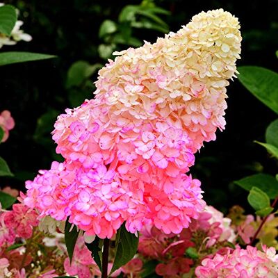 GardenersDream Rispenhortensie 'Sundae Fraise' Sommergrüner Gartenstrauch GardenersDream Rispenhortensie 'Sundae Fraise' Sommergrüner Gartenstrauch