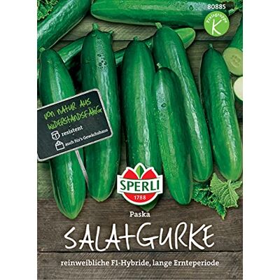 Sperli 80885 Salatgurke Paska F1, eine Gurke mit 25 cm langen glänzend dunkelgrünen und schlanken Früchten, sehr ertragreich Sperli 80885 Salatgurke Paska F1, eine Gurke mit 25 cm langen glänzend dunkelgrünen und schlanken Früchten, sehr ertragreich