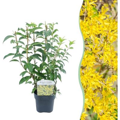 Green boutiQ GreenboutiQ Sträucher Forsythia intermedia Goldrauch Blüte Gelb 1 Pflanze Laubabwerfend Wenig Pflege Topf 17cm Höhe 45cm Green boutiQ GreenboutiQ Sträucher Forsythia intermedia Goldrauch Blüte Gelb 1 Pflanze Laubabwerfend Wenig Pflege Topf 17cm Höhe 45cm