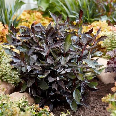 Dago Garden 3x Hartriegel Nightfall Cornus alba dunkellaubig winterhart Purpurroter Zierstrauch Heckenpflanze mehrjährig ca. 25 cm im P9 Topf Dago Garden 3x Hartriegel Nightfall Cornus alba dunkellaubig winterhart Purpurroter Zierstrauch Heckenpflanze mehrjährig ca. 25 cm im P9 Topf
