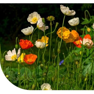 MRS Seeds & Mixtures Islandmohn (Papaver nudicaule) -10 g 20 m2 Bunte Mischung Mehrjährige Pflanze Lange Blütezeit MRS Seeds & Mixtures Islandmohn (Papaver nudicaule) -10 g 20 m2 Bunte Mischung Mehrjährige Pflanze Lange Blütezeit