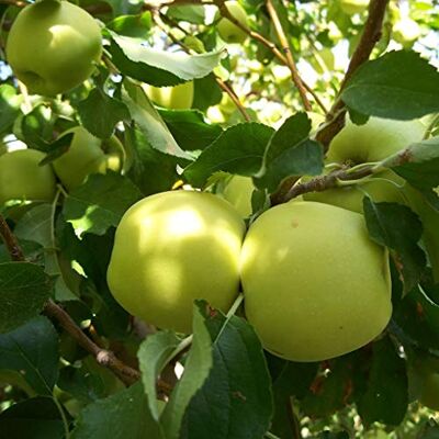 Unbekannt Säulen-Apfelbaum Malus Golden Delicious ca. 60 cm – kompakt, winterhart, ideal für Balkon & Garten, reichtragender Apfelbaum im Topf, pflegeleicht & ertragreich Unbekannt Säulen-Apfelbaum Malus Golden Delicious ca. 60 cm – kompakt, winterhart, ideal für Balkon & Garten, reichtragender Apfelbaum im Topf, pflegeleicht & ertragreich