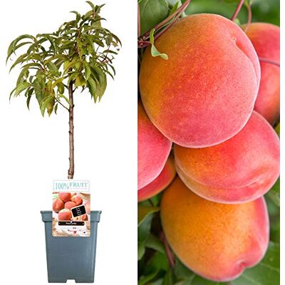 GardenersDream Terrassenobstbaumkollektion Verschiedene Früchte Ideal für kleine Gärten 2-3ft GardenersDream Terrassenobstbaumkollektion Verschiedene Früchte Ideal für kleine Gärten 2-3ft
