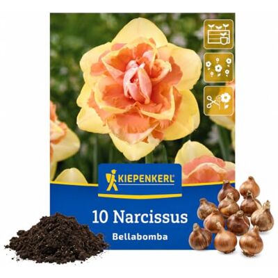 Kiepenkerl Narzissenzwiebeln "Bella Bomba" 2450025, gefüllte Osterglocke Pastellgelbe bis cremegelbe Blüten mit Peach-Ton, Blüte Mitte März bis April, leichter Duft, auch als Schnittblume, robust Kiepenkerl Narzissenzwiebeln "Bella Bomba" 2450025, gefüllte Osterglocke Pastellgelbe bis cremegelbe Blüten mit Peach-Ton, Blüte Mitte März bis April, leichter Duft, auch als Schnittblume, robust
