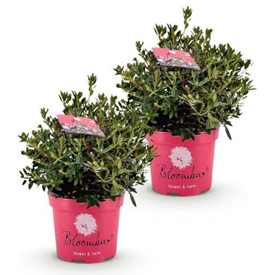 Green boutiQ Zwerg-Rhododendron Rhododendron Bloombux Magenta Blühende Buxus Wenig Pflege Rosa Blüte 2 Pflanzen Topf 23cm Höhe 45-55cm Green boutiQ Zwerg-Rhododendron Rhododendron Bloombux Magenta Blühende Buxus Wenig Pflege Rosa Blüte 2 Pflanzen Topf 23cm Höhe 45-55cm