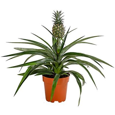 Dehner Ananas Mi Amigo, mit Zierfrucht, ca. 20-30 cm, Ø Topf 12 cm Ananas comosus, exotische Zimmerpflanze, für helle und warme Standorte Dehner Ananas Mi Amigo, mit Zierfrucht, ca. 20-30 cm, Ø Topf 12 cm Ananas comosus, exotische Zimmerpflanze, für helle und warme Standorte