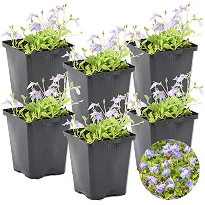 Bloomique 6er-Set Mazus Reptans Lippenmäulchen Teichpflanzen Winterhart Wasserpflanzen Zone 2 Höhe 10-20 cm Topf 9 cm Bloomique 6er-Set Mazus Reptans Lippenmäulchen Teichpflanzen Winterhart Wasserpflanzen Zone 2 Höhe 10-20 cm Topf 9 cm