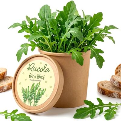 Alluvo Rucola Anzuchtset mit Topf Pflanzset für frischen Rucola selbst anbauen Komplettes Pflanzset mit Samen und Erde für Fensterbank, Balkon oder Indoor-Garten Ideal für Küche und Kräuteranbau Alluvo Rucola Anzuchtset mit Topf Pflanzset für frischen Rucola selbst anbauen Komplettes Pflanzset mit Samen und Erde für Fensterbank, Balkon oder Indoor-Garten Ideal für Küche und Kräuteranbau