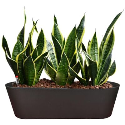 Green Me Up Sansevieria Bogenhanf pflegeleichte Zimmerpflanzen Sukkulenten frisch aus der Gärtnerei Hydrokultur Set Sideboard Anthrazit Höhe 25-30 cm inkl. Gefäß, Blähton & Dünger Green Me Up Sansevieria Bogenhanf pflegeleichte Zimmerpflanzen Sukkulenten frisch aus der Gärtnerei Hydrokultur Set Sideboard Anthrazit Höhe 25-30 cm inkl. Gefäß, Blähton & Dünger