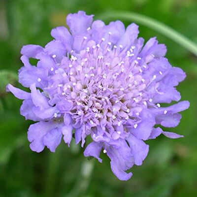 GardenersDream Scabiosa Butterfly Blue Blühende Außen-Stauden Gartenpflanzen im Pflanztopf GardenersDream Scabiosa Butterfly Blue Blühende Außen-Stauden Gartenpflanzen im Pflanztopf