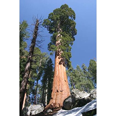 Seedeo ® Anzuchtset Küsten Mammutbaum (Sequoia sempervirens) 50 Samen Seedeo ® Anzuchtset Küsten Mammutbaum (Sequoia sempervirens) 50 Samen