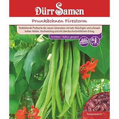 Dürr-Samen Feuerbohnen Firestorm Saatgut Dürr-Samen Feuerbohnen Firestorm Saatgut