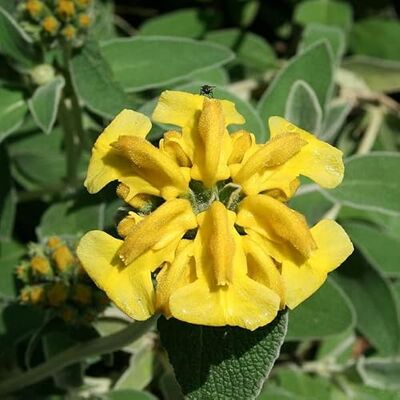 Arborix 6 x Brandkraut Phlomis Fruticosa Topf 9x9cm: Sonnige Standorte mit exotischen Blüten gestalten Arborix 6 x Brandkraut Phlomis Fruticosa Topf 9x9cm: Sonnige Standorte mit exotischen Blüten gestalten