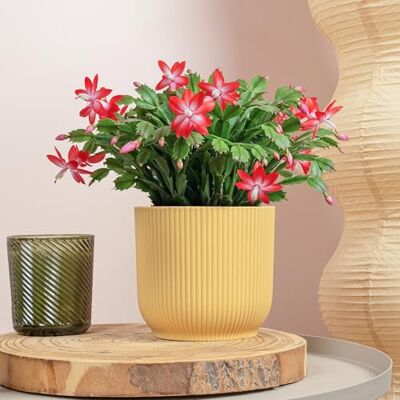 GardenersDream Weihnachtskaktus Schlumbergera Rot winterblühende Zimmerpflanze Bunt blühende Weihnachtskakteen als winterblühende Zimmerpflanzen – festliche Zimmerpflanzen in Rot für dein Zuhause. GardenersDream Weihnachtskaktus Schlumbergera Rot winterblühende Zimmerpflanze Bunt blühende Weihnachtskakteen als winterblühende Zimmerpflanzen – festliche Zimmerpflanzen in Rot für dein Zuhause.