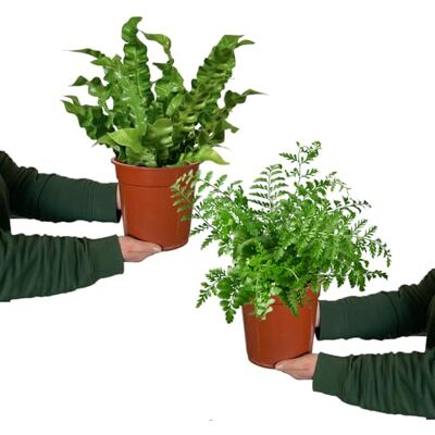 Green Me Up Zimmerpflanze Nestfarn Duo 2er Farn-Set mit Asplenium nidus & parvati im 10,5–12 cm Topf pflegeleicht & ungiftig tropische Pflanzen für Bad, Schlafzimmer & Katzenfreunde Green Me Up Zimmerpflanze Nestfarn Duo 2er Farn-Set mit Asplenium nidus & parvati im 10,5–12 cm Topf pflegeleicht & ungiftig tropische Pflanzen für Bad, Schlafzimmer & Katzenfreunde