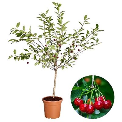 Dehner Zwergkirsche Griotella, säuerliche Früchte, ca. 80-90 cm, 6 l Topf, Obstbaum Dehner Zwergkirsche Griotella, säuerliche Früchte, ca. 80-90 cm, 6 l Topf, Obstbaum