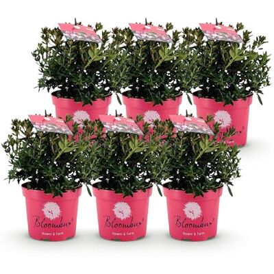 Green boutiQ Zwerg-Rhododendron Rhododendron Bloombux Magenta Blühende Buxus Wenig Pflege Rosa Blüte 6 Pflanzen Topf 17cm Höhe 30-40cm Green boutiQ Zwerg-Rhododendron Rhododendron Bloombux Magenta Blühende Buxus Wenig Pflege Rosa Blüte 6 Pflanzen Topf 17cm Höhe 30-40cm