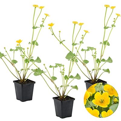 Bloomique 3er-Set Caltha Palustris Sumpfdotterblume Teichpflanzen Winterhart Wasserpflanzen Zone 1-2 Höhe 10-20 cm Topf 9 cm Bloomique 3er-Set Caltha Palustris Sumpfdotterblume Teichpflanzen Winterhart Wasserpflanzen Zone 1-2 Höhe 10-20 cm Topf 9 cm
