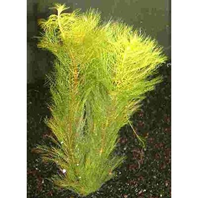 Mühlan Wasserpflanzen Mühlan 7 Bund/Portionen Tausendblatt für den Gartenteich, Sauerstoffpflanzen für den Teich, winterharte Sorte Mühlan Wasserpflanzen Mühlan 7 Bund/Portionen Tausendblatt für den Gartenteich, Sauerstoffpflanzen für den Teich, winterharte Sorte