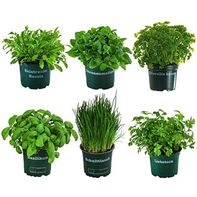 Dehner Kräuter-Set Küchenkräuter, 6 Stück, je ca. 15 cm, Ø Topf 12 cm mit Basilikum, Liebstöckel, Petersilie, Schnittlauch, Rucola, Zitronenmelisse, für Beet / Hochbeet / Balkonkasten Dehner Kräuter-Set Küchenkräuter, 6 Stück, je ca. 15 cm, Ø Topf 12 cm mit Basilikum, Liebstöckel, Petersilie, Schnittlauch, Rucola, Zitronenmelisse, für Beet / Hochbeet / Balkonkasten