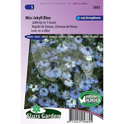 Arborix Miss Jekyll Blue Damastkümmel (Venushaar) – Samen von Annuelles Arborix Miss Jekyll Blue Damastkümmel (Venushaar) – Samen von Annuelles