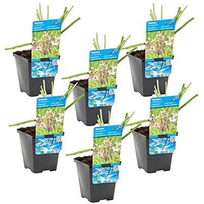 Bloomique 6er-Set Butomus Umballatus Schwanenblume Teichpflanzen Winterhart Wasserpflanzen Zone 2-3 Höhe 10-20 cm Topf 9 cm Bloomique 6er-Set Butomus Umballatus Schwanenblume Teichpflanzen Winterhart Wasserpflanzen Zone 2-3 Höhe 10-20 cm Topf 9 cm