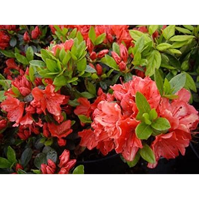 Baumschule Pflanzenvielfalt Japanische Azalee Geisha Orange Syn. Satschiko Rhododendron obtusum 30-40cm Baumschule Pflanzenvielfalt Japanische Azalee Geisha Orange Syn. Satschiko Rhododendron obtusum 30-40cm