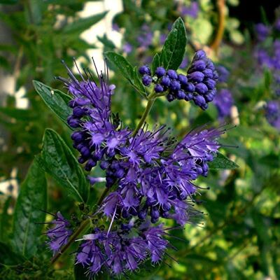 Müllers Grüner Garten Shop Bartblume Kew Blue Caryopteris dunkelblaue Blüten im Spätsommer Bienenweide ca. 40-60 cm Zierstrauch 3 Liter Topf Müllers Grüner Garten Shop Bartblume Kew Blue Caryopteris dunkelblaue Blüten im Spätsommer Bienenweide ca. 40-60 cm Zierstrauch 3 Liter Topf