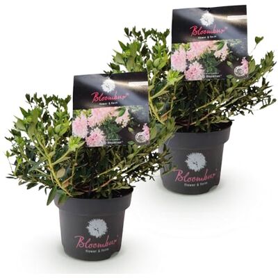 Green boutiQ Zwerg-Rhododendron Rhododendron Bloombux Light Pink Blühende Buxus Wenig Pflege Hellrosa Blüte 2 Pflanzen Topf 17cm Höhe 30-40cm Green boutiQ Zwerg-Rhododendron Rhododendron Bloombux Light Pink Blühende Buxus Wenig Pflege Hellrosa Blüte 2 Pflanzen Topf 17cm Höhe 30-40cm