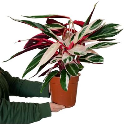 Green Me Up Zimmerpflanze Calathea Triostar No.19 rosa-weiß-grüne Pflanze 60–70 cm im 19 cm Topf ungiftig & pflegeleicht luftreinigend tropische Pflanze für Katzenfreunde & Wohnräume Green Me Up Zimmerpflanze Calathea Triostar No.19 rosa-weiß-grüne Pflanze 60–70 cm im 19 cm Topf ungiftig & pflegeleicht luftreinigend tropische Pflanze für Katzenfreunde & Wohnräume