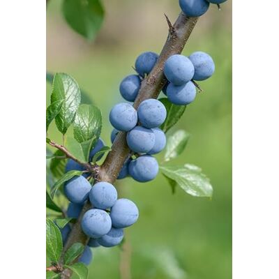Artländer Pflanzenhof Haferschlehe, Prunus domestica susp. insititia, 60-100cm im 3,5L-Topf Artländer Pflanzenhof Haferschlehe, Prunus domestica susp. insititia, 60-100cm im 3,5L-Topf