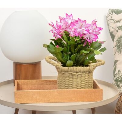 GardenersDream Weihnachtskaktus Schlumbergera rosa – winterblühende Zimmerpflanze Bunt blühende Weihnachtskaktus-Pflanzen – winterblühende, pinke Zimmerpflanzen für ein festliches Zuhause. GardenersDream Weihnachtskaktus Schlumbergera rosa – winterblühende Zimmerpflanze Bunt blühende Weihnachtskaktus-Pflanzen – winterblühende, pinke Zimmerpflanzen für ein festliches Zuhause.