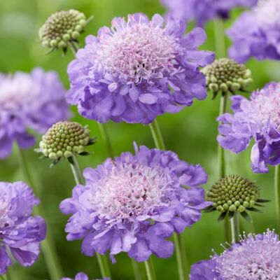 GardenersDream Scabiose Mariposa Blue Winterharte Skabiose im Topf Ideale Pflanze für Kübel – wurzelnackte Skabiosen mit zauberhaften Blüten, die den Garten den ganzen Sommer über verschönern GardenersDream Scabiose Mariposa Blue Winterharte Skabiose im Topf Ideale Pflanze für Kübel – wurzelnackte Skabiosen mit zauberhaften Blüten, die den Garten den ganzen Sommer über verschönern