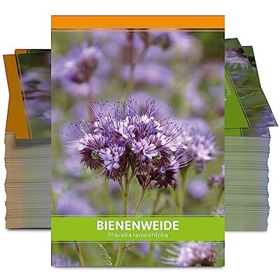 FLORTUS Freude an Vielfalt FLORTUS Bienenweide für Gastgeschenke (100 Stück) Phacelia Blumensamen für Bienen & Insekten als Dankeschön Geschenke & Werbegeschenke FLORTUS Freude an Vielfalt FLORTUS Bienenweide für Gastgeschenke (100 Stück) Phacelia Blumensamen für Bienen & Insekten als Dankeschön Geschenke & Werbegeschenke