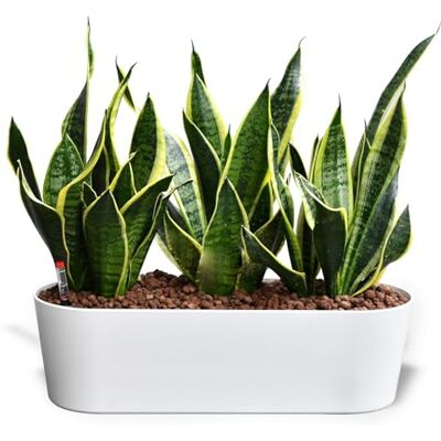 Green Me Up Sansevieria Bogenhanf pflegeleichte Zimmerpflanzen Sukkulenten frisch aus der Gärtnerei Hydrokultur Set Sideboard Weiß Höhe 25-30 cm inkl. Gefäß, Blähton & Dünger Green Me Up Sansevieria Bogenhanf pflegeleichte Zimmerpflanzen Sukkulenten frisch aus der Gärtnerei Hydrokultur Set Sideboard Weiß Höhe 25-30 cm inkl. Gefäß, Blähton & Dünger