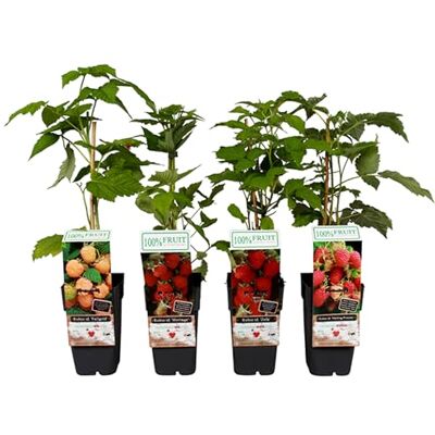 Dehner Himbeere 4er Set, Selbstbefruchter-Sorten, je 50-60 cm, je 2 l Topf Rubus idaeus, 1x Fallgold, 1x Malling Promise, 1x Ottawa, 1x Zefa, Beerensträucher, Erntezeit juni bis September Dehner Himbeere 4er Set, Selbstbefruchter-Sorten, je 50-60 cm, je 2 l Topf Rubus idaeus, 1x Fallgold, 1x Malling Promise, 1x Ottawa, 1x Zefa, Beerensträucher, Erntezeit juni bis September