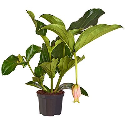 Dehner Medinille, rosa Blüten, ca. 30-40 cm inkl. Pflanztopf, Ø Topf 14 cm Medinilla magnifica, Zimmerpflanze mit ausladendem Wuchs, für helle bis halbschattige Standorte Dehner Medinille, rosa Blüten, ca. 30-40 cm inkl. Pflanztopf, Ø Topf 14 cm Medinilla magnifica, Zimmerpflanze mit ausladendem Wuchs, für helle bis halbschattige Standorte