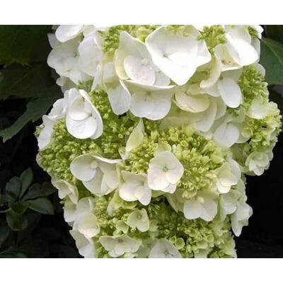 Baumschule Pflanzenvielfalt Eichenblättrige Hortensie Harmony Hydrangea quercifolia Harmony 40-60cm sehr große Blüten Baumschule Pflanzenvielfalt Eichenblättrige Hortensie Harmony Hydrangea quercifolia Harmony 40-60cm sehr große Blüten