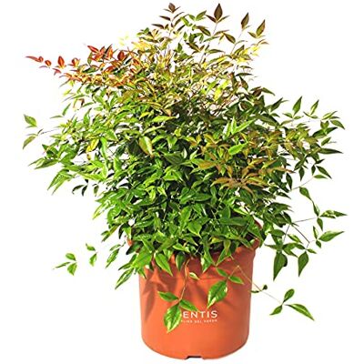 Kentis Nandina Domestica Heiliger Bambus Pflanzen Sträucher Hoch 80-100 cm Topf Ø 24 cm Kentis Nandina Domestica Heiliger Bambus Pflanzen Sträucher Hoch 80-100 cm Topf Ø 24 cm