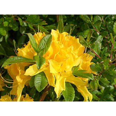 Baumschule Pflanzenvielfalt Sommergrüne Azalee Goldstück Rhododendron luteum Goldstück- 40-50cm Baumschule Pflanzenvielfalt Sommergrüne Azalee Goldstück Rhododendron luteum Goldstück- 40-50cm