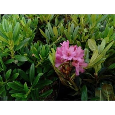 Baumschule Pflanzenvielfalt Rostblättrige Alpenrose Rhododendron ferrugineum 15-20cm Baumschule Pflanzenvielfalt Rostblättrige Alpenrose Rhododendron ferrugineum 15-20cm