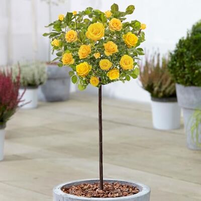 GardenersDream Gelb Standardstamm Bunte Rosenpflanzen für den Außenbereich, blühende Gartenrosen in Pflanzgefäßen (120-140cm) GardenersDream Gelb Standardstamm Bunte Rosenpflanzen für den Außenbereich, blühende Gartenrosen in Pflanzgefäßen (120-140cm)