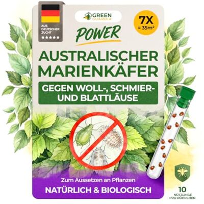 GREEN GUARDIA Cryptolaemus gegen Schmierläuse, Wollläuse & Blattläuse – 7 x 10 Nützlinge für ca. 35m² -Australischer Marienkäfer – Nützlinge für biologische Schädlingsbekämpfung an Pflanzen () GREEN GUARDIA Cryptolaemus gegen Schmierläuse, Wollläuse & Blattläuse – 7 x 10 Nützlinge für ca. 35m² -Australischer Marienkäfer – Nützlinge für biologische Schädlingsbekämpfung an Pflanzen ()