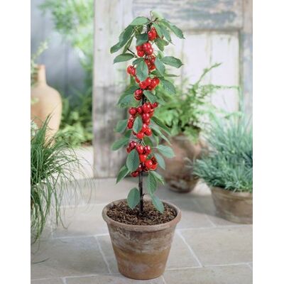 Unbekannt Säulenobst Kirsche Prunus avium ‘Helena’ – Säulen-Kirsche für Balkon & Garten, kompakter Kirschbaum, ertragreich & winterhart, Gesamthöhe 40–60 cm Unbekannt Säulenobst Kirsche Prunus avium ‘Helena’ – Säulen-Kirsche für Balkon & Garten, kompakter Kirschbaum, ertragreich & winterhart, Gesamthöhe 40–60 cm