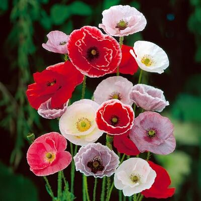 GardenersDream 3x Papaver Pflanzen im Topf – Farbenfrohe Orientalische Mohnblumen Gartenpflanzen – Winterharte Mehrjährige Blühende Sträucher für den Außenbereich (inkl. 11 cm Topf) GardenersDream 3x Papaver Pflanzen im Topf – Farbenfrohe Orientalische Mohnblumen Gartenpflanzen – Winterharte Mehrjährige Blühende Sträucher für den Außenbereich (inkl. 11 cm Topf)