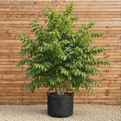 PlantaPro Kaukasische Flügelnuss mehrstämmig, Höhe 200-250 cm PlantaPro Kaukasische Flügelnuss mehrstämmig, Höhe 200-250 cm